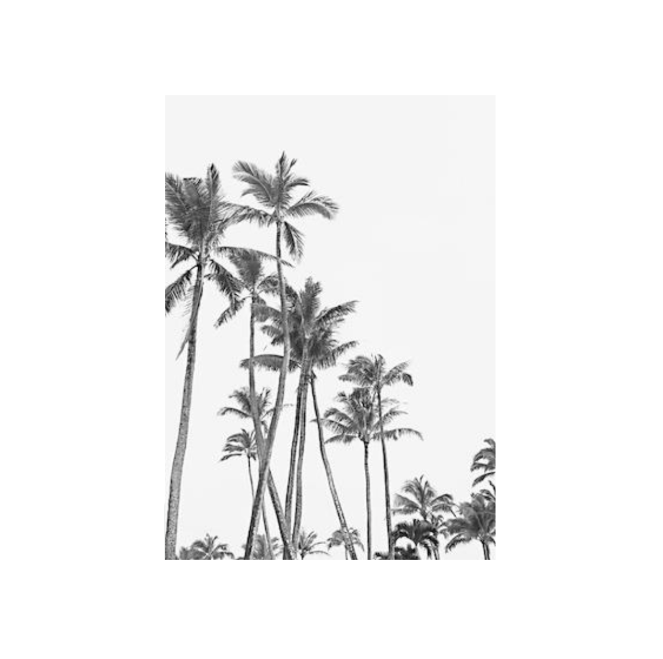 Palm Tree Wall Art