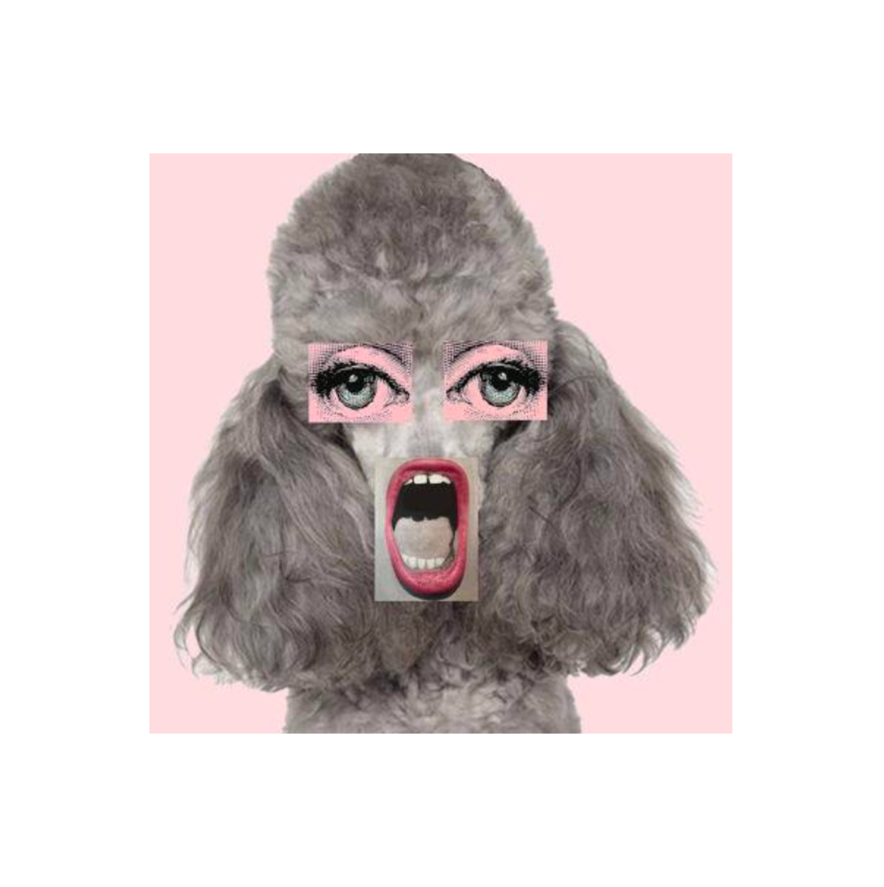 Crazy Poodle Wall Art