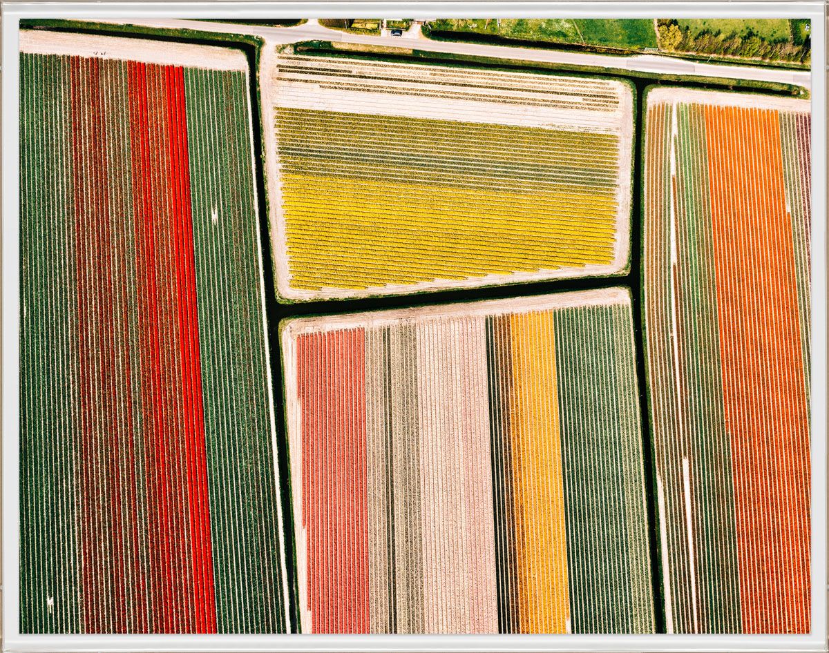 Flower Fields Series 2, 1