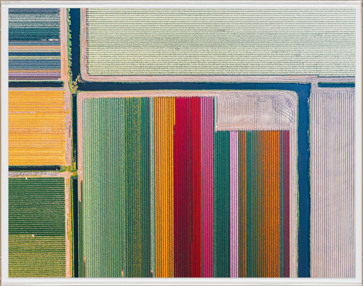 Flower Fields Series 2, 2